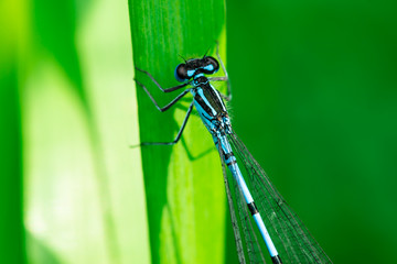 Damselfly sitting on a leaf, Macro photo, close up, blue, insect, Arthropoda, Insecta, Odonata, Zygoptera