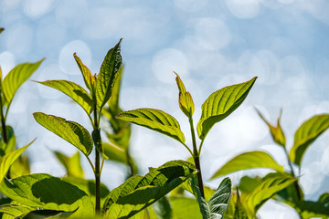 plants by the river bank with big green leaves back lit by the sun with background filled with bokeh of light reflected from the water surface