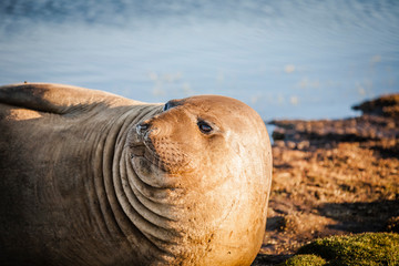 elephant seal on sea lion island, falkland islands nature reserve in the setting sun