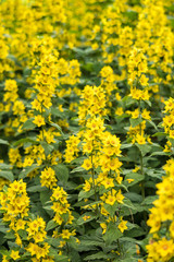 flower field in the park filled with beautiful yellow Witch Hazel