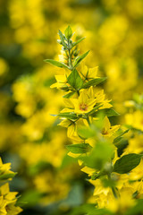 close up of beautiful yellow Witch Hazel blooming in the park with blurry background