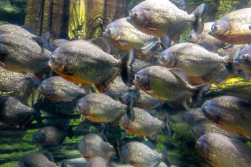 Tropical Red belly Piranha