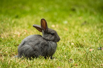 close up portrait of one grey rabbit sitting on green grassy ground in the park