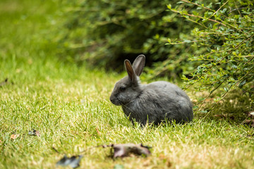 close portrait of a grey rabbit sitting on green grass field near the green bushes in the park