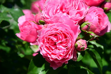 Rosenbusch - Kletterrosen - Rosen im Bauerngarten