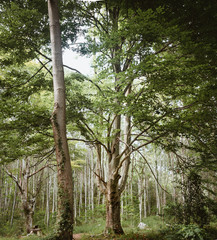 Fototapeta premium Fairytale forest in full growth in Basque Country