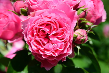 Rosen - Rosenbusch - Kletterrosen im Bauerngarten in der Farbe Rosa