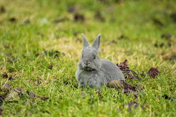 cute little grey bunny laying on green grass field in the park with a small piece of grass in its mouth