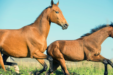 running purebred akhateke dam with  foal in meadow