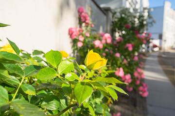 gelbe Hochstamm Rose