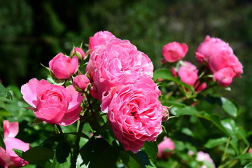 Rosen - Rosenbusch in der Farbe Rosa - Kletterrosen im Garten