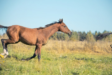 running purebred akhateke foal in meadow