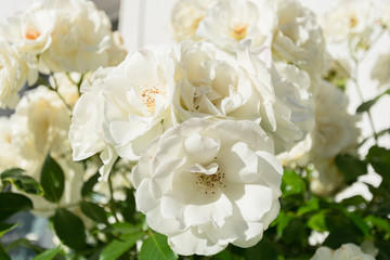 Schneewittschen, weiß Rose am Circus in Putbus