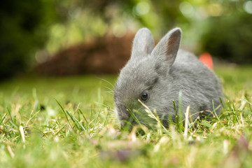 close up of a cute grey bunny laying on the grassy ground focus on eating with blurry green background