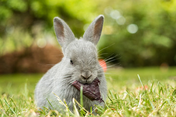 close up of a cute grey bunny head down while holding a big piece of red leaf in its mouth with blurry green background in the park