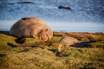 ruddy-headed goose and elephant seal in the late afternoon sun on sea lion island, falkland...