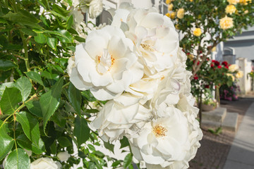Schneewittschen, weiß Rose am Circus in Putbus