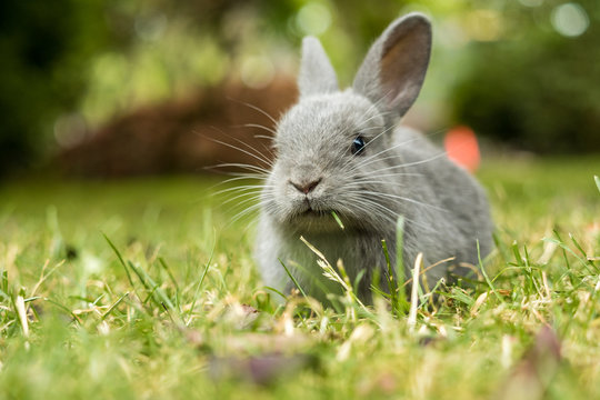 close up of a cute little grey bunny laying on green grass field in the park with a small piece of grass in its mouth