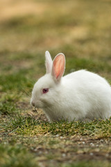 one beautiful cute rabbit with red eyes eating grasses on the grassy field in the park