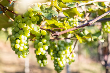 Bunches of green grapes from Vineyard. Grape harvest.
