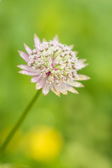 close up of single light pink masterwart flower blooming in the garden with creamy green background