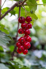 brush of red currant on the branches of a bush