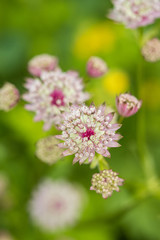 close up of  light pink masterwart flowers blooming in the garden with blurry  green background view from top