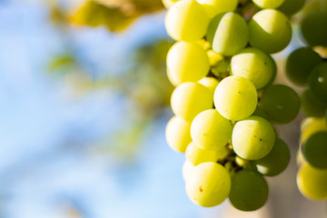 Bunches of green grapes from Vineyard. Grape harvest.