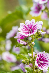 beautiful pink Hollyhock flowers blooming in the garden with blurry green background