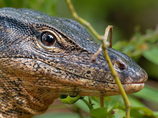Asian water monitor - Varanus salvator also common water monitor, large varanid lizard native to South and Southeast Asia (kabaragoya, two-banded monitor, rice lizard, ring lizard, plain lizard