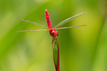 Scarlet skimmer or ruddy marsh skimmer - Crocothemis servilia a species of dragonfly of the family Libellulidae, native to east and southeast Asia and introduced to Jamaica, Florida, and Hawaii