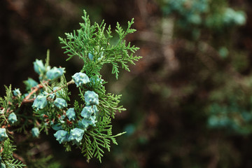 A beautiful branch of Chinese thuja with fruit. Close up.