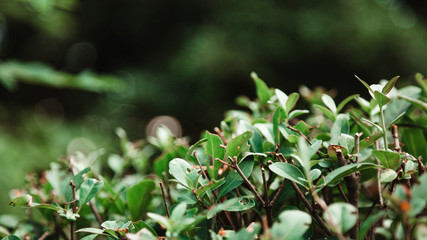 Sprigs of green shrubs in the park. Close-up.