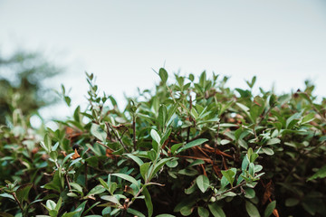 Small green leaves of park bushes. Close-up.