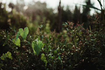 Beautiful green branches of a bush in the park. Close-up.