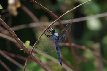 Blaue Libelle auf Sizilien