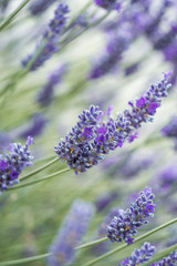 purple lavender flowers blooming in the flower field in the garden  with blurry green background