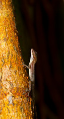 Gecko, Tortuguero National Park, Costa Rica, Central America, America