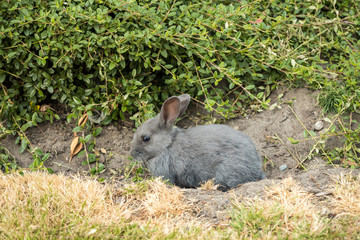 cute grey bunny digging a hole near the green bushes in the park