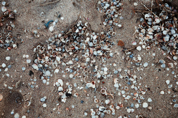 Sea shells and algae thrown by the sea on coastal sand. Close up