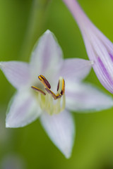 Fototapeta premium beautiful light purple flower with long stamens blooming in the garden with creamy green background