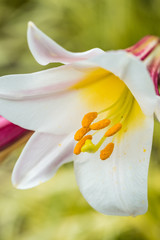 close up of one pink lily flower blooming in the garden with its long yellow stamens stretching out