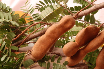 tamarindo