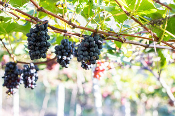 Bunches of purple/black grapes (Vitória) from Vineyard. Grape harvest.