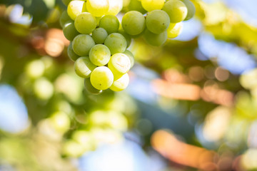 Bunches of green grapes from Vineyard. Grape harvest.