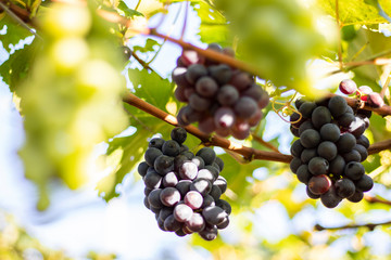 Bunches of purple/black grapes (Vitória) from Vineyard. Grape harvest.