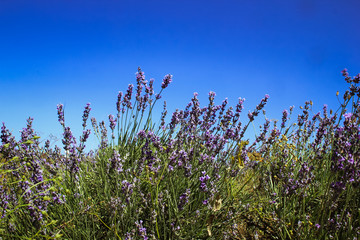 Fototapeta premium the Lavender Field in the summer. Aromatherapy and Nature Cosmetics in Crimea