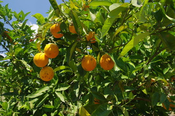 Orangenbaum auf Sizilien