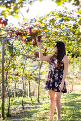 Young caucasian woman taking a red grape (Rosada) from bunch in Vineyard. Grape harvest.