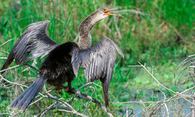 Anhinga / Snakebird / Florida Swamp Bird 